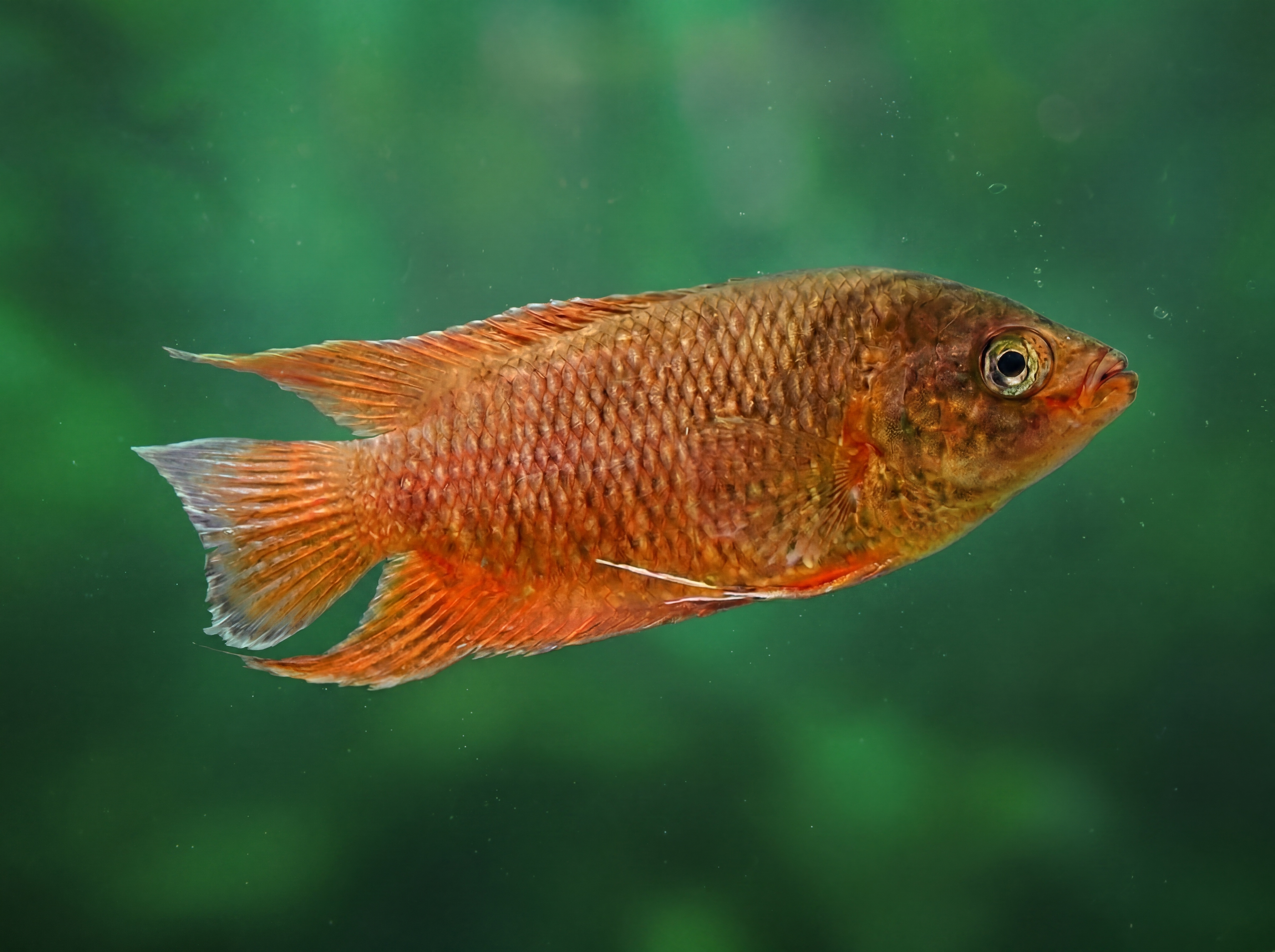 Freshwater Fish Sri Lanka