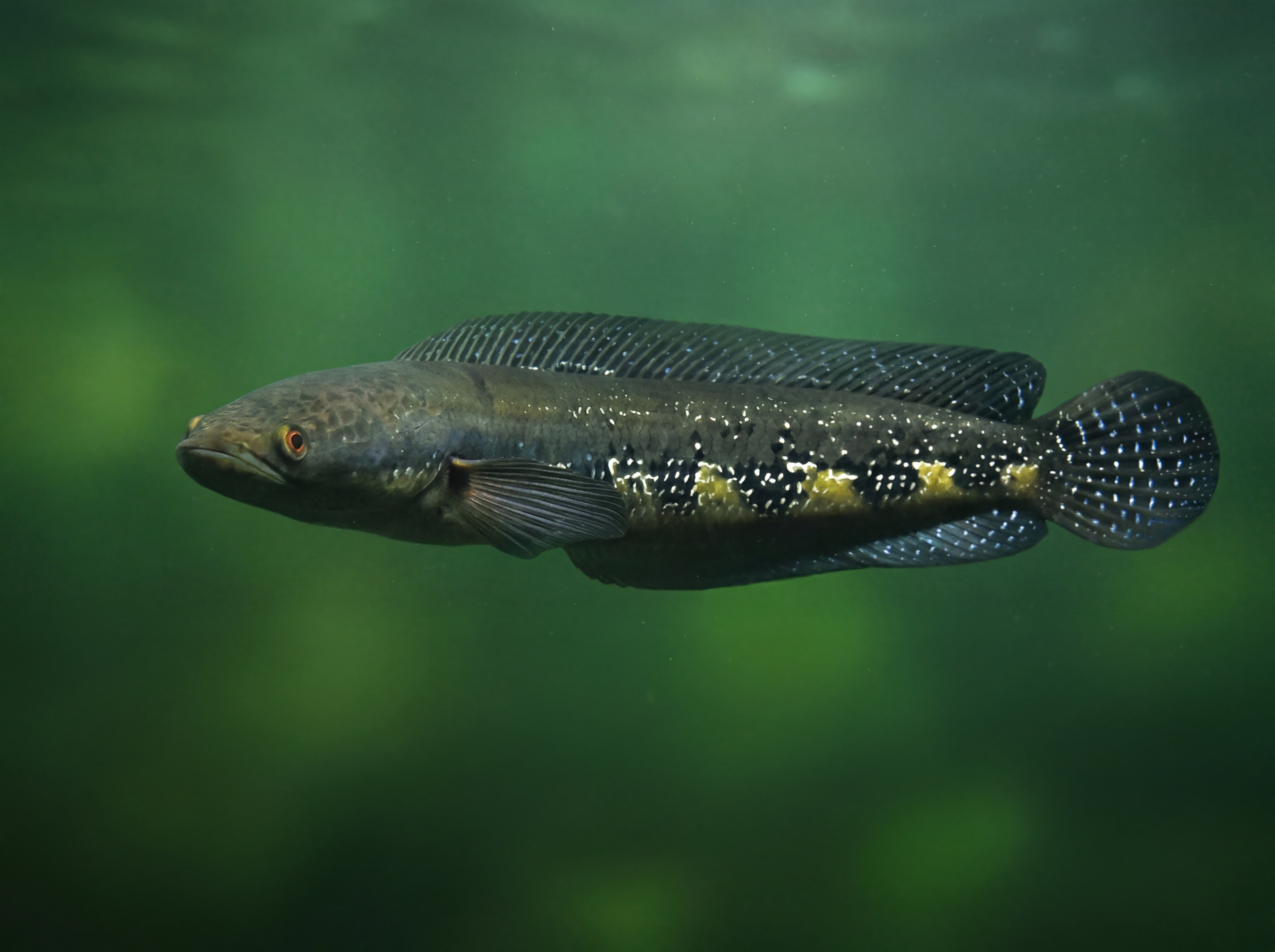 Giant Snakehead