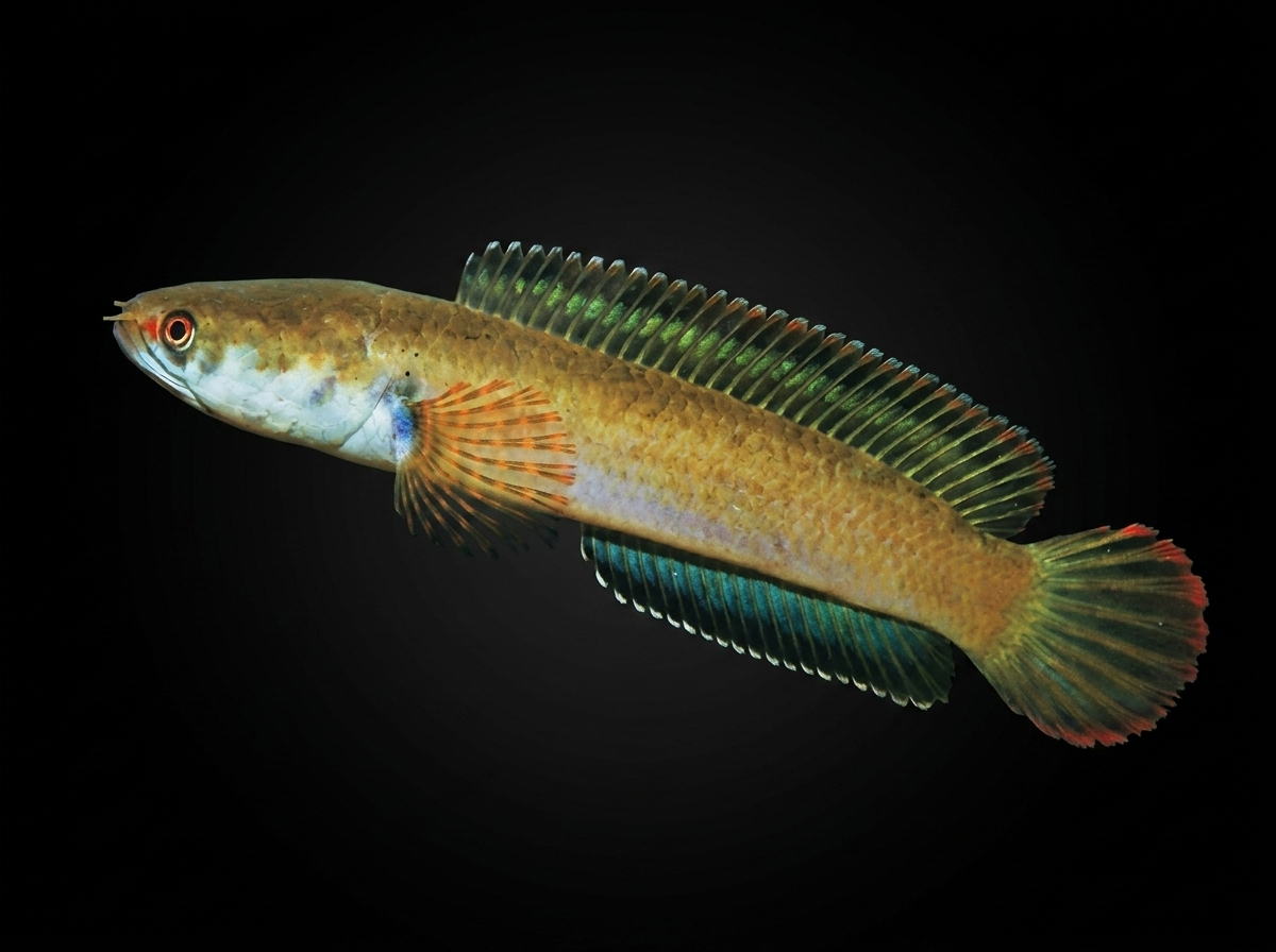 Ceylon Snakehead